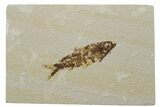 Fossil Fish (Knightia) - Green River Formation #237219-1